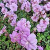 Geranium dalmaticum